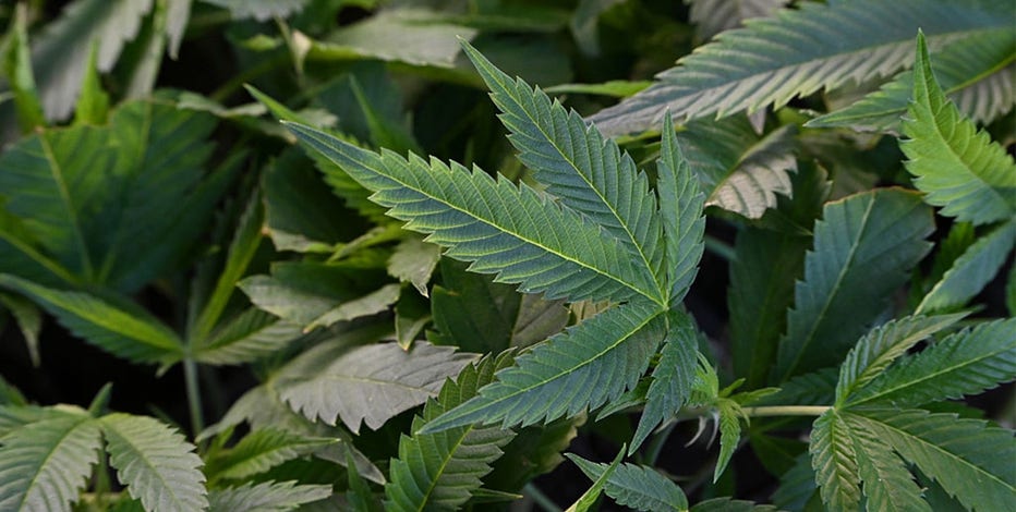 Trump considers reclassifying marijuana as less dangerous drug: report