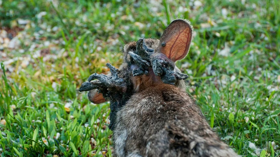 Wild rabbits spotted with strange 'horn-like' growths sprouting