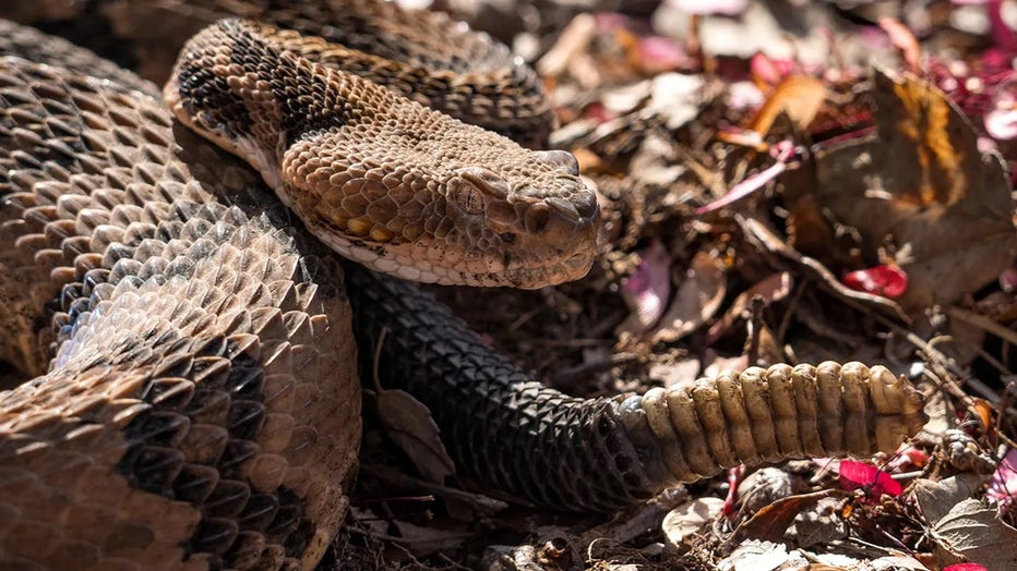 Hiker made fatal mistake when encountering venomous snake