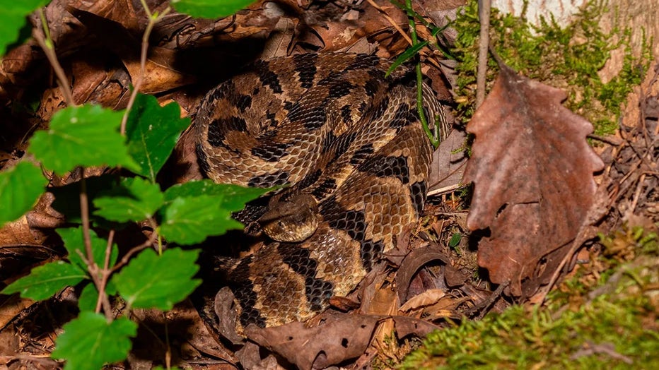 Hiker made fatal mistake when encountering venomous snake