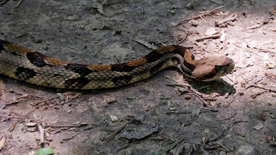 Hiker made fatal mistake when encountering venomous snake