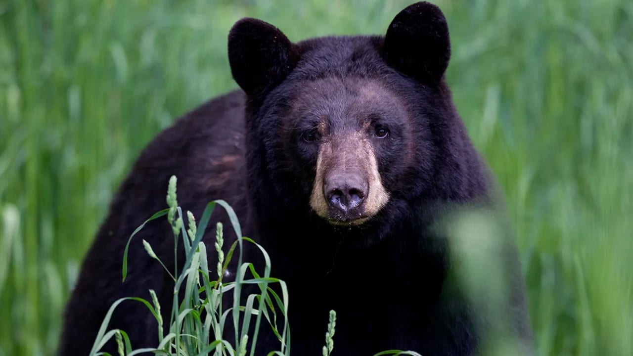 Arkansas Man 72 Mauled By 70 Pound Bear FOX 5 DC Fox News Getty Black Bear1 