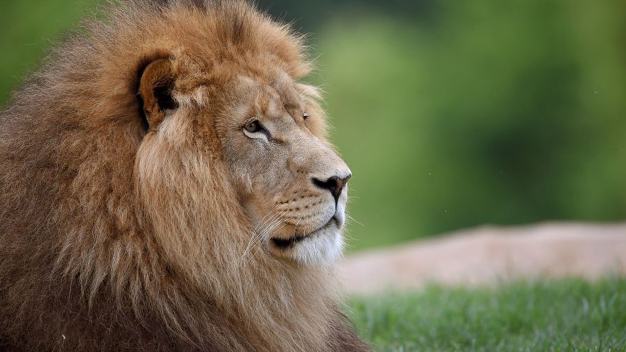 Zookeeper in Thailand dies after being attacked by lions in front