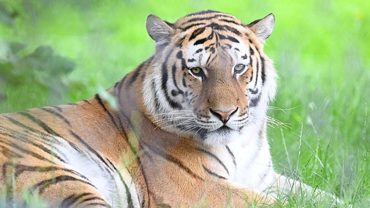 Tiger handler fatally mauled reportedly linked to 'Tiger King's