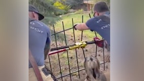 Colorado Springs firefighters rescue deer stuck in fence