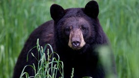 Arkansas man, 72, mauled by 70-pound bear