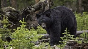 Yellowstone National Park trail shut down after first bear attack in 4 years