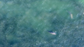 Watch: Sharks, humpback whales seen swimming off Long Island coast