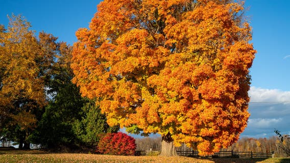 Traveling for fall foliage? Here's where you should go and when