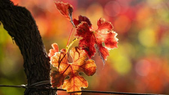 Fall is here: What that means, and when we change the clocks