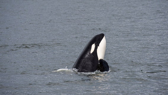Tourists rescued after orcas attack 2 sailboats off Portuguese coast