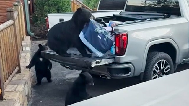Bears steal groceries from family's pick-up: 'That's our food!'
