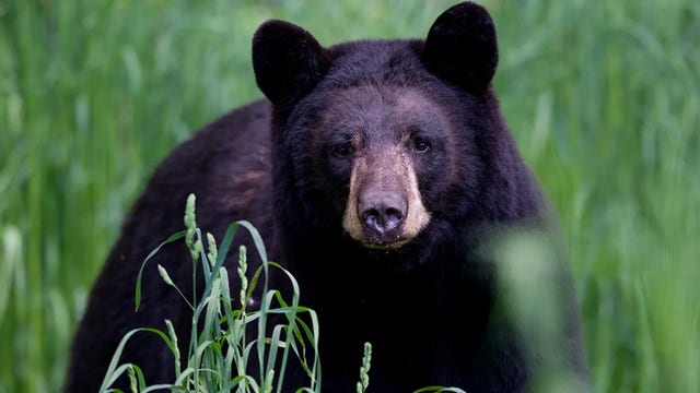 Arkansas man, 72, mauled by 70-pound bear
