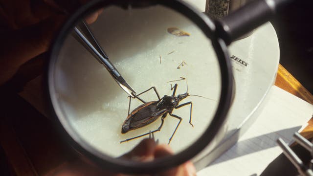 'Kissing bug' disease on track to be considered an endemic in US