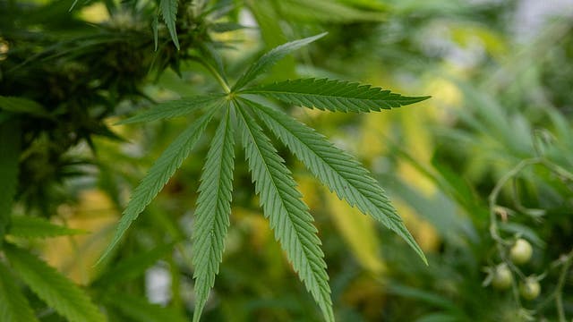 Marijuana-based drug eases chronic back pain in major study