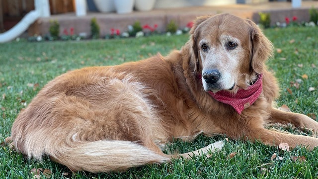 Dog given less than 6 months to live cured of cancer after clinical trial