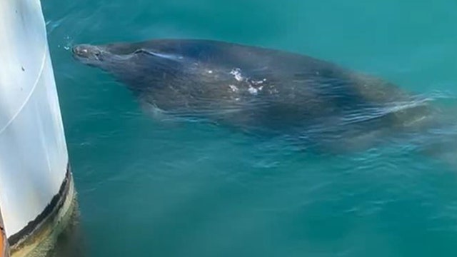 Rare manatee sighting in Texas temporarily halts $64 million construction project