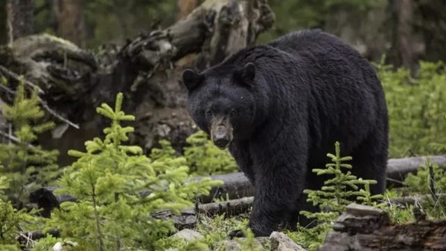 Yellowstone National Park trail shut down after first bear attack in 4 years