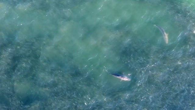 Watch: Sharks, humpback whales seen swimming off Long Island coast