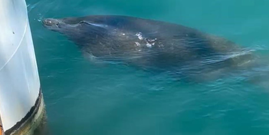 Rare manatee sighting in Texas temporarily halts $64 million