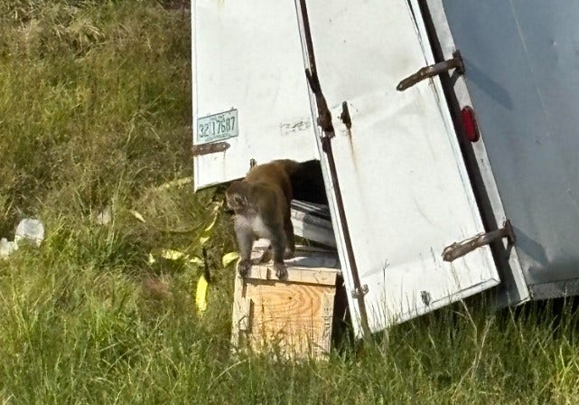 Truck carrying research monkeys crashes in Mississippi — three still missing