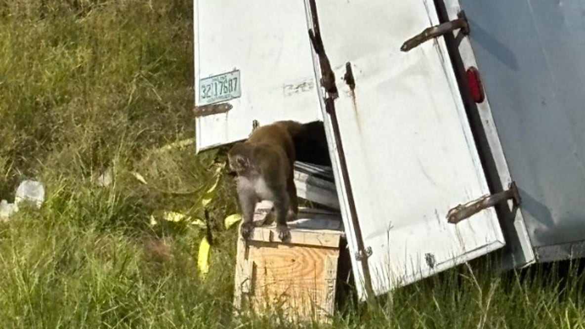 3 monkeys still missing after truck crashes in Mississippi