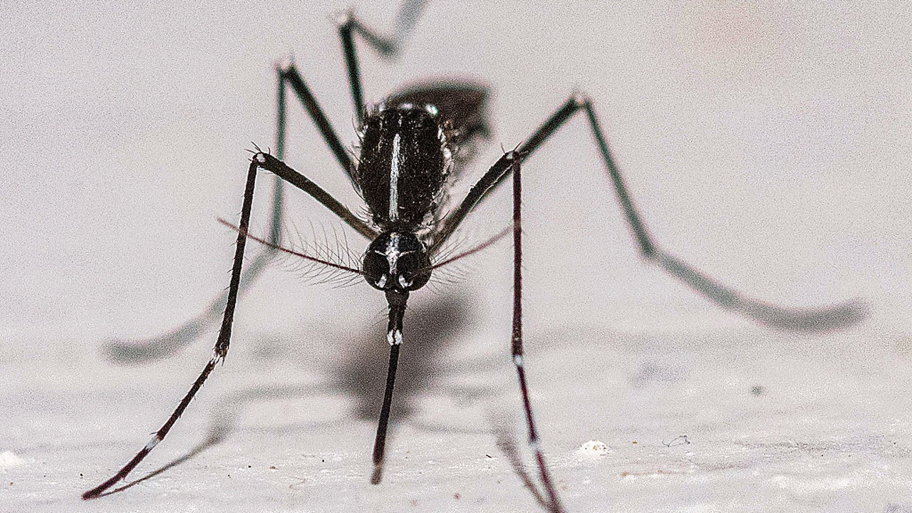 Mosquitoes found in Iceland for the first time, leaving only one mosquito-free spot on Earth