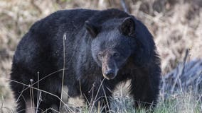 Man dies in likely bear attack at Arkansas campsite days after sending photos of animal to family