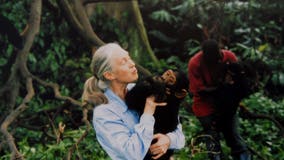 Jane Goodall cause of death revealed: Report