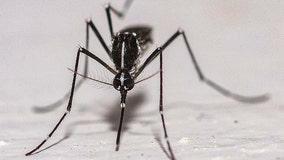 Mosquitoes found in Iceland for the first time, leaving only one mosquito-free spot on Earth