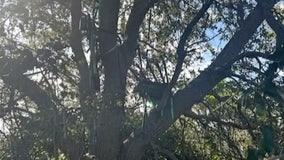 FBI investigates hunting stand with sight line to Trump's Air Force One exit area at Palm Beach airport