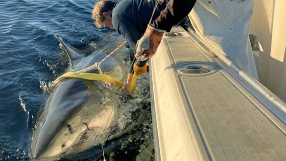 Record-breaking great white ‘Contender’ spotted again off Canada’s coast