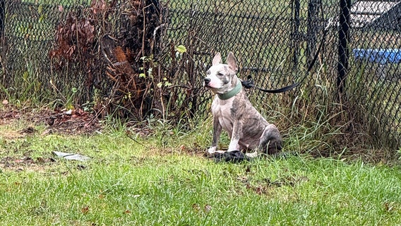 Helpless dog left tied to fence during nor’easter