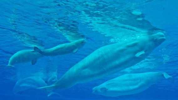 Canada's Marineland may euthanize whales after Ottawa denies aid, export