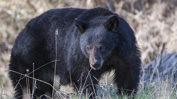 Man dies in likely bear attack at Arkansas campsite days after sending photos of animal to family