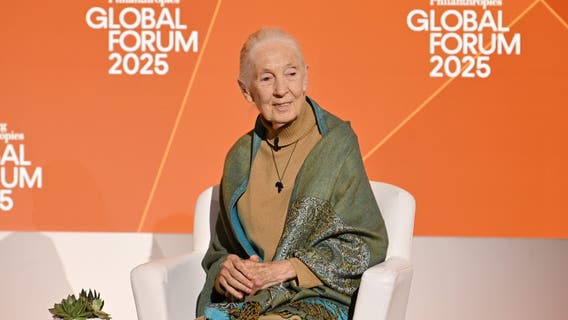 Jane Goodall, renowned conservationist, dies at 91