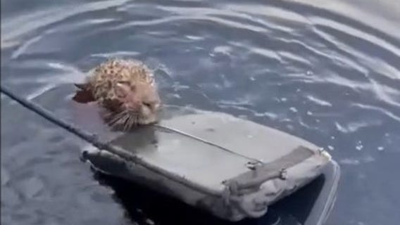 Watch: Rescuers save wounded jaguar struggling to cross Brazil’s Rio Negro