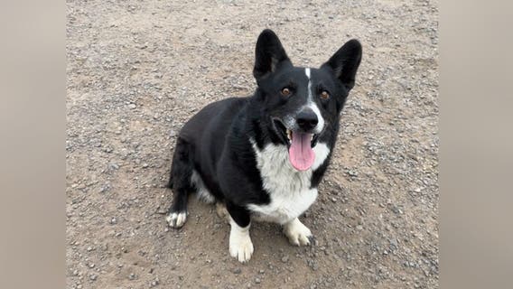 Thunderstorm sparks mysterious 2,000-mile journey for spooked California pup later found in Illinois