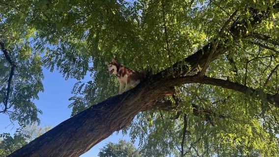 Squirrel chase leaves husky stranded high up a tree