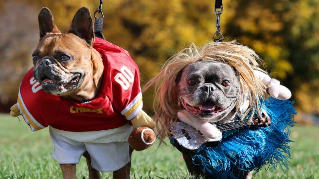 Why chocolate is toxic for dogs; vets urge caution during Halloween