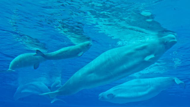 Canada's Marineland may euthanize whales after Ottawa denies aid, export