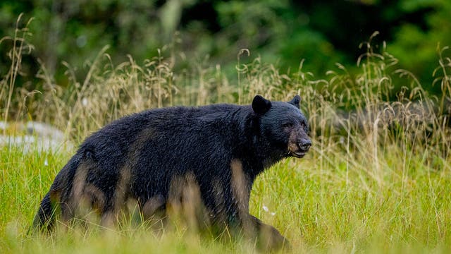 Officials: Wrong bear killed after deadly Arkansas attack