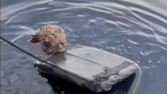 Watch: Rescuers save wounded jaguar struggling to cross Brazil’s Rio Negro