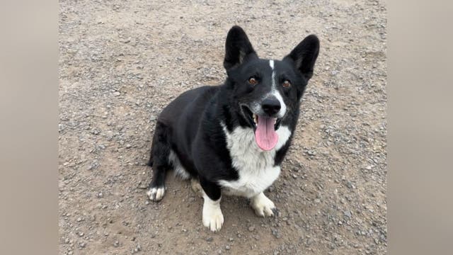 Thunderstorm sparks mysterious 2,000-mile journey for spooked California pup later found in Illinois