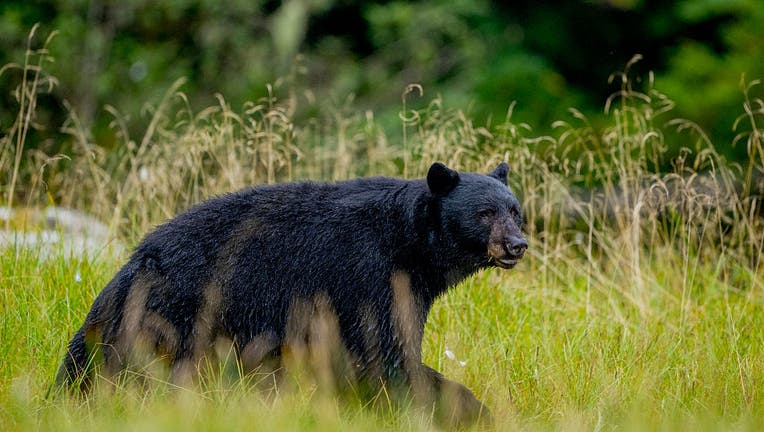Officials: Wrong bear killed after deadly Arkansas attack | FOX 7