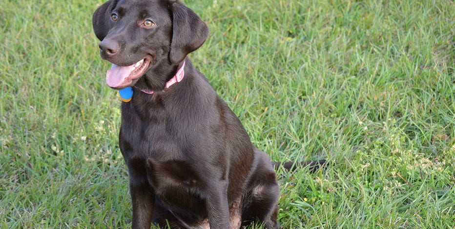 FDA issues emergency use authorization for drug to treat puppies and dogs infected with New World screwworm
