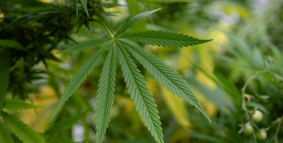 Many young adults turn to cannabis for sleep—but it may backfire