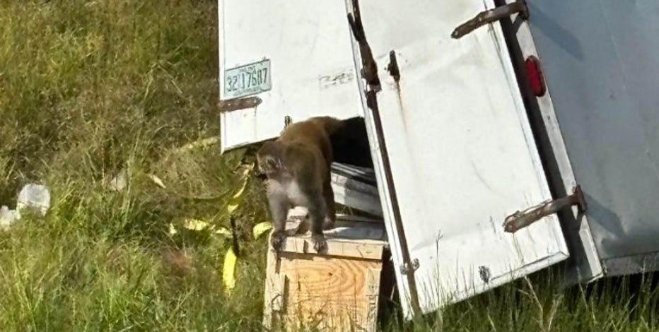 3 monkeys still missing after truck crashes in Mississippi