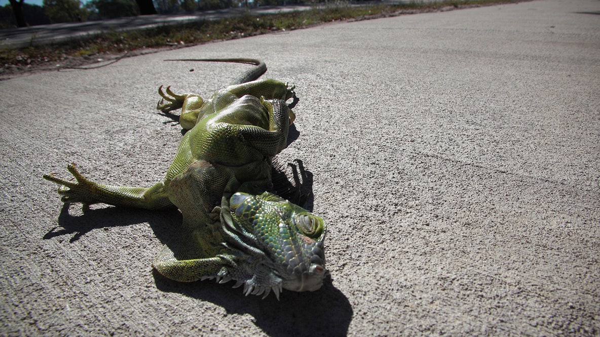 Arctic blast cold-stuns iguanas in Florida during record-setting temperature plunge