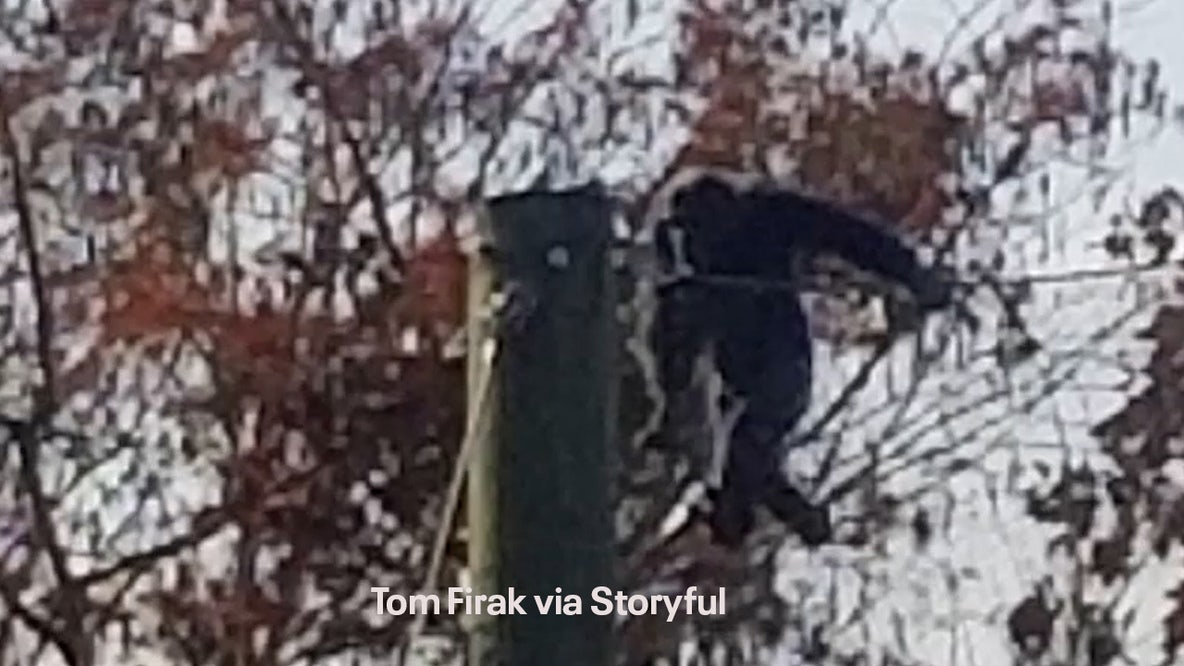 Photos: Great ape escape forces lockdown at Indiana zoo